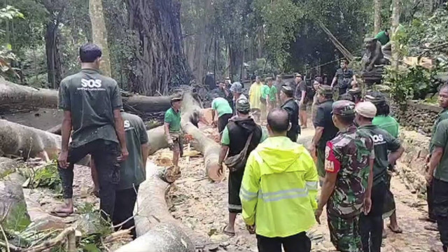 Petugas BPBD membersihkan sisa-sisa pohon tumbang menimpa turis di Monkey Forest Ubud. Foto: Dok. Istimewa