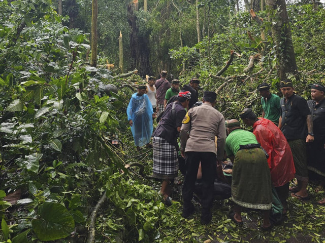  Suasana Monkey Forest Ubud usai pohon tumbang. Foto: Dok. Polda Bali