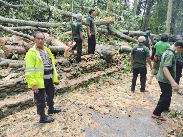  Suasana Dua Turis Tewas Tertimpa Pohon di Monkey Forest Ubud. Foto: Dok. Polda Bali