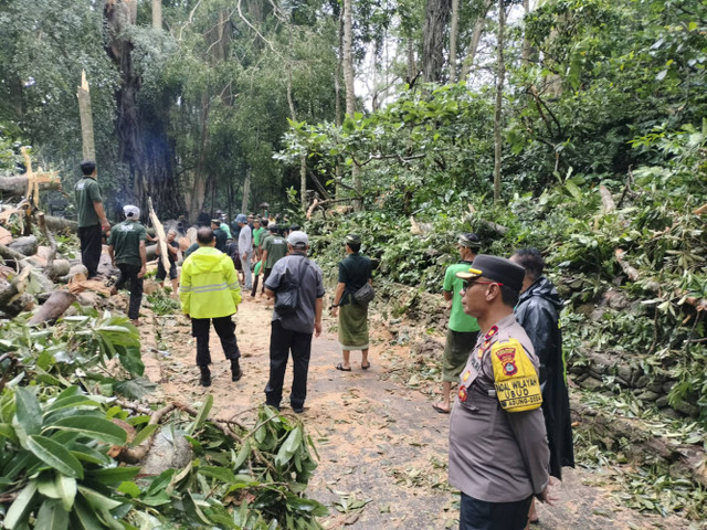  Suasana Monkey Forest Ubud usai pohon tumbang timpa 2 turis. Foto: Dok. Polda Bali