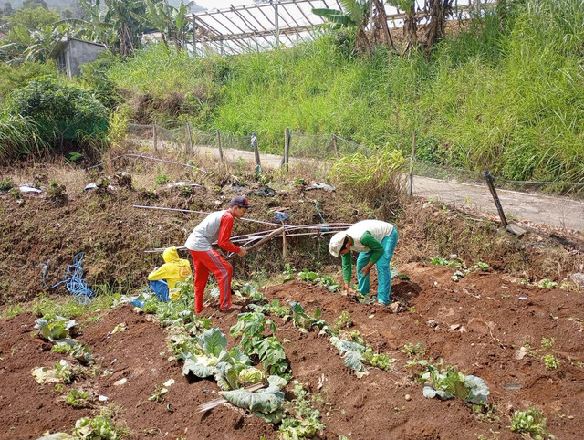 Pelajar yang menjalankan Praktik Kerja Lapangan (PKL) sektor pertanian di desa Batur, Kec. Getasan sedang membersihkan lahan pasca panen, Rabu (13/11/2024). Foto: dokumentasi pribadi   