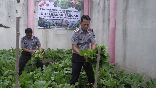 Rutan Temanggung Panen Sawi, Dukung Program Ketahanan Pangan