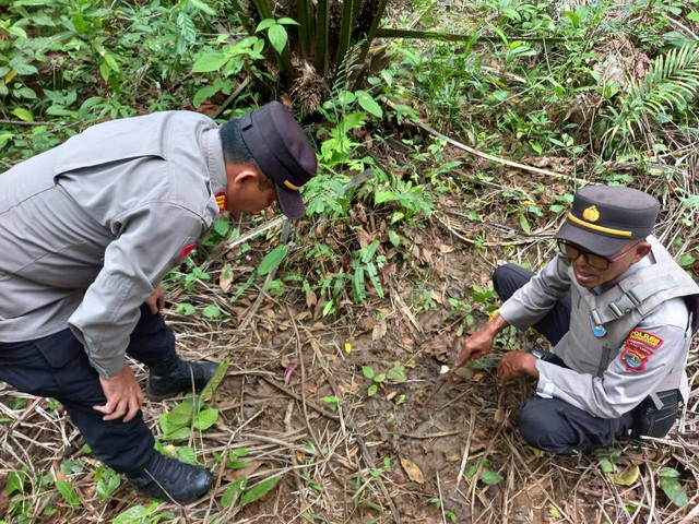 Penemuan jejak jejak harimau Sumatera di dekat area RSUD M. Tohir, Way Balak Pesisir Barat | Foto : Dok. Humas Polres Pesisir Barat