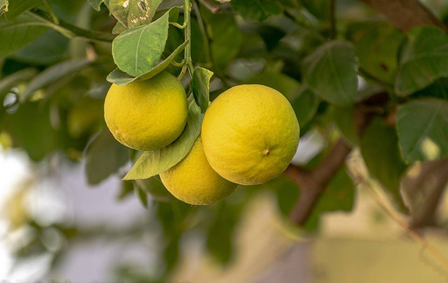 Ilustrasi ciri-ciri lemon siap panen, Foto: Pixabay/balouriarajesh