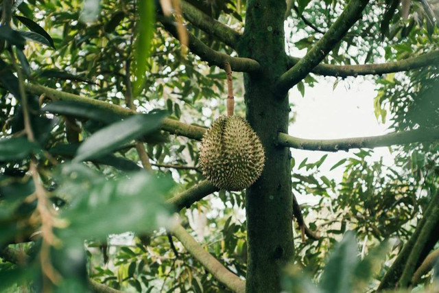 Ilustrasi ciri durian siap panen. Foto: Pexels.com/Long Bà Mùi