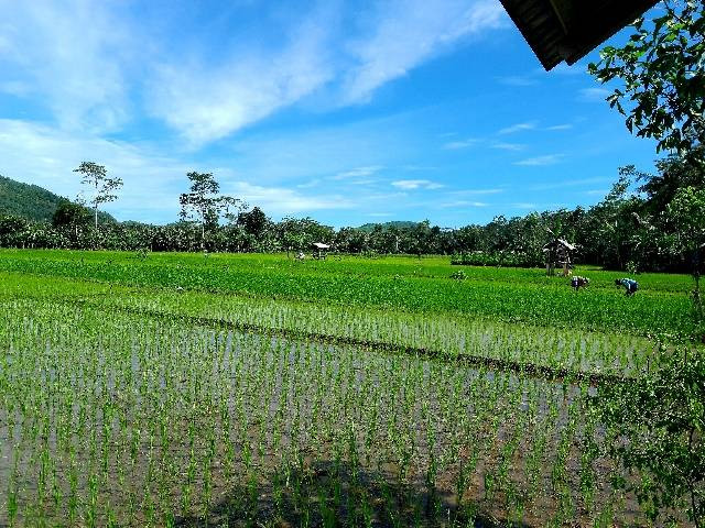 Foto dari hasil gambar penulis di sebuah persawahan