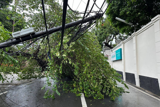 Pohon tumbang di Jalan Jati Murni, Pasar Minggu, Jakarta Selatan, Rabu (11/12/2024). Foto: M. Rizki/kumparan