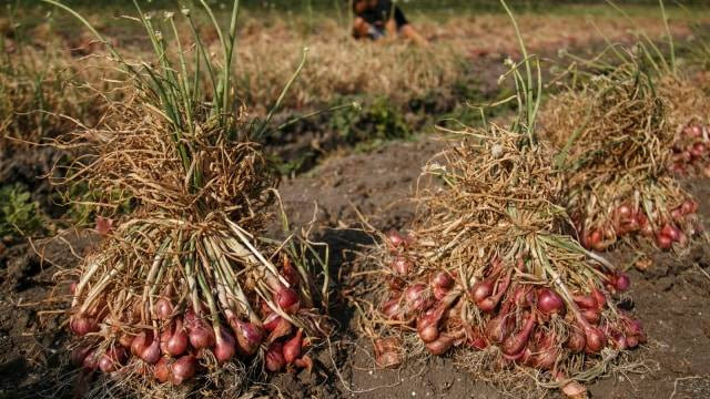 Ilustrasi bawang merah. Foto: ANTARA FOTO/Hendra Nurdiyansyah