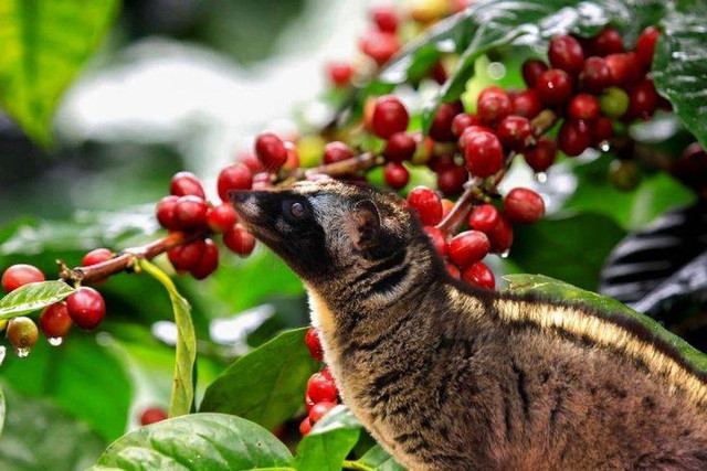 Gambar 1: Musang Luwak dan Kopi oleh Luamduan via Getty Images