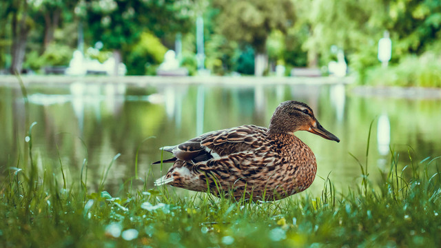 Ilustrasi Cara Fermentasi Azolla untuk Pakan Bebek, Foto:Pexels/Vlad Chețan