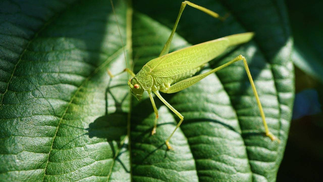 Ilustrasi cara mengusir belalang di sawah, Foto: Pixabay/Mylene2401