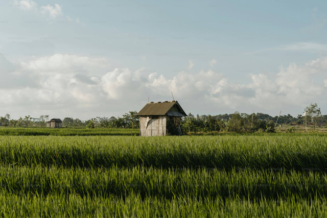 Ilustrasi Cara Mengusir Keong di Sawah yang Mengganggu Tanaman, Unsplash/Polina Kuzovkova