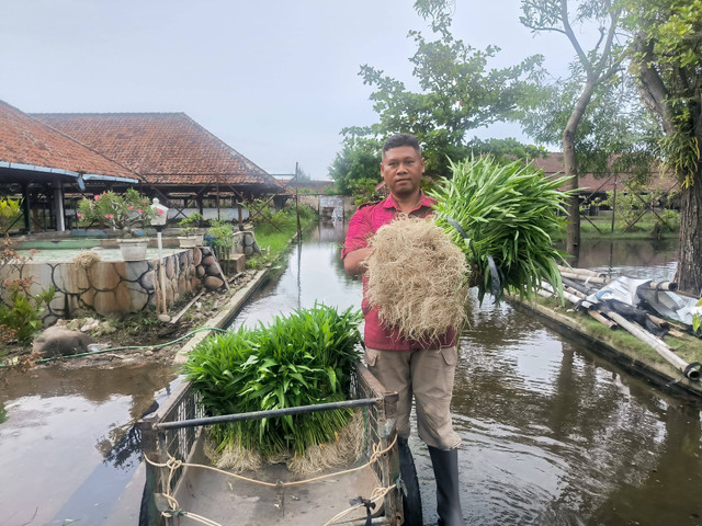 Dukung Ketahanan Pangan, Lapas Pekalongan Panen 90kg Kangkung