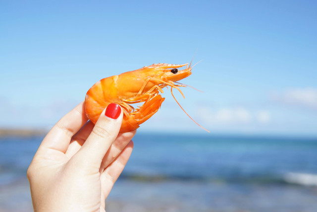 Ilustrasi Cara Ternak Udang Air Tawar di Kolam Terpal,Foto:Pexels/Elle Hughes