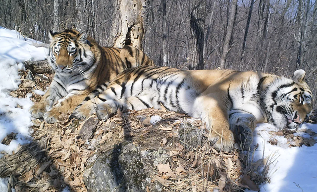 Setelah tiga tahun, Boris telah menempuh jarak lebih dari 200 kilometer (124 mil) untuk bertemu kembali dengan Svetlaya (keduanya digambarkan di sini setelah reuni). Foto: ANO WCS