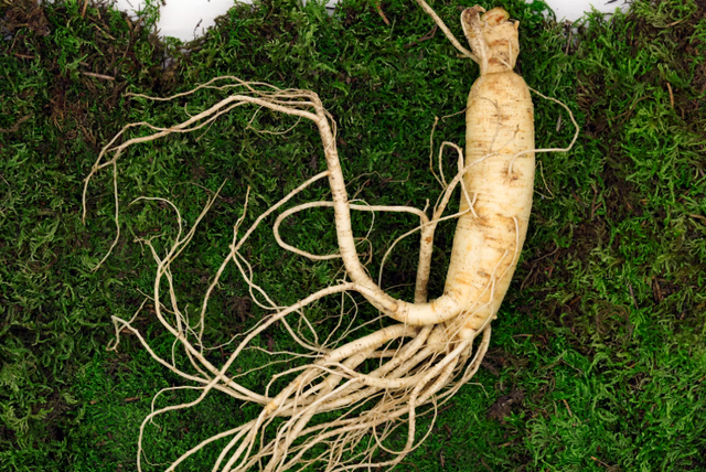 cara fermentasi ginseng. Sumber: Unsplash