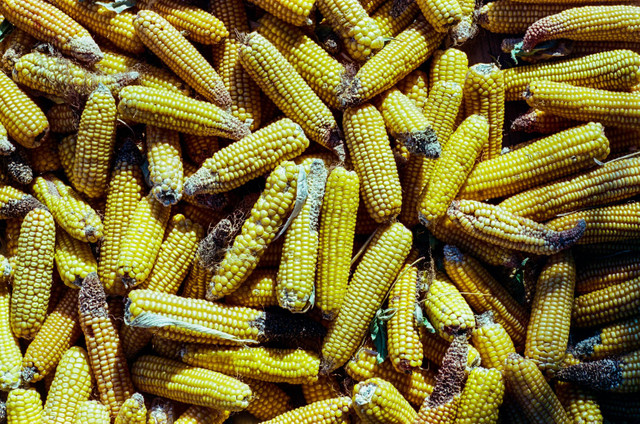 Ilustrasi Cara Fermentasi Jagung, Foto: Unsplash/Andrew Keymaster