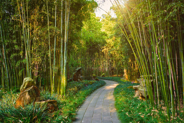 Ilustrasi Cara Fermentasi Humus Bambu, Foto:Unsplash/Getty Images