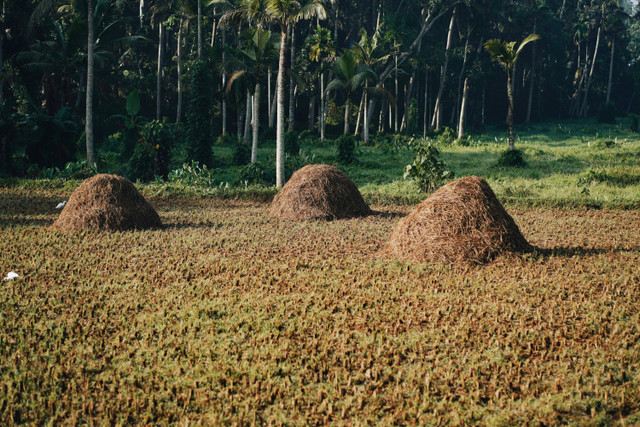 Ilustrasi cara fermentasi jerami padi. Foto: Pexels.com/Nandhu Kumar