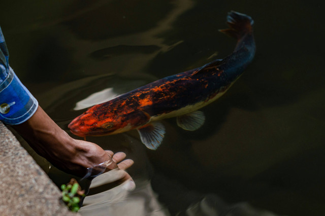 Ilustrasi Cara pemberian pakan yang baik pada ikan.Unsplash/imsogabriel stock