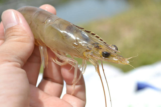 Ilustrasi Cara Fermentasi Air Kolam Udang Vaname,Foto: Pexels/Viet Chi Go