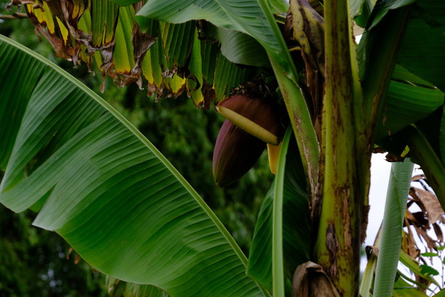 Ilustrasi Cara Fermentasi Batang Pisang untuk Pakan Babi yang Benar, Unsplash/Boudewijn Huysmans