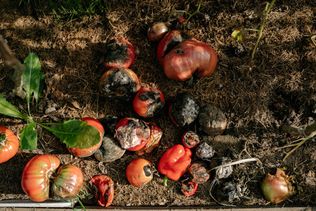 Ilustrasi cara fermentasi sampah organik untuk pakan maggot. Foto: Pexels.com/Yan Krukau