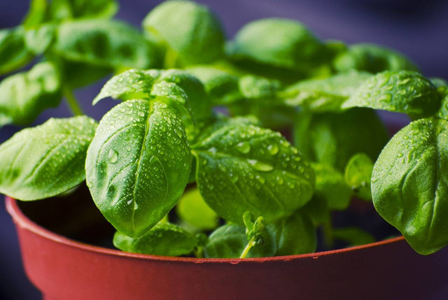 https://pixabay.com/photos/basil-herbs-food-dew-932079/