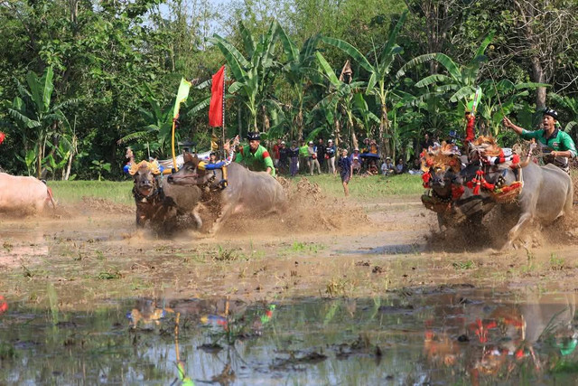 Ilustrasi Perlombaan Makepung Lampit, Foto: I Wayan Ariyasa