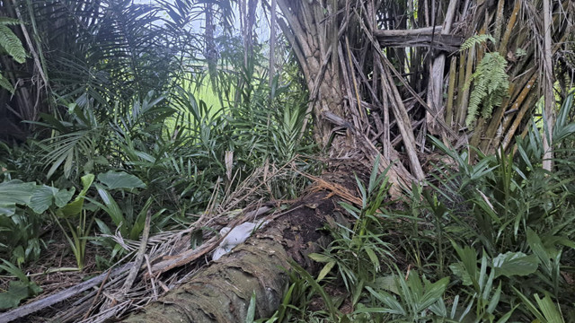 Penemuan mayat dalam karung goni di Pantai Cermin, Kabupaten Sergai. Foto: Dok. Istimewa