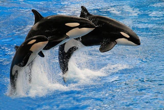 Pexels: Holger Wulschlaeger/Gambar keluarga Orca