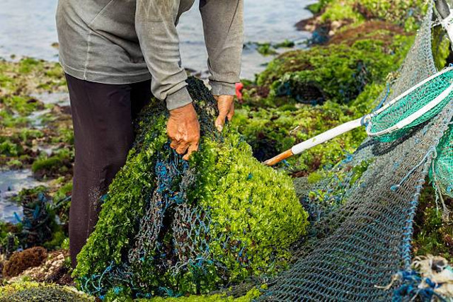 ilustrasi rumput laut.   kredit foto: istock.