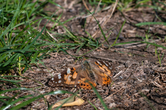 Ilustrasi ekosistem daratan (Photo by Klaus Mächtel: https://www.pexels.com/photo/close-up-of-a-vanessa-atalanta-butterfly-on-soil-29749732/)