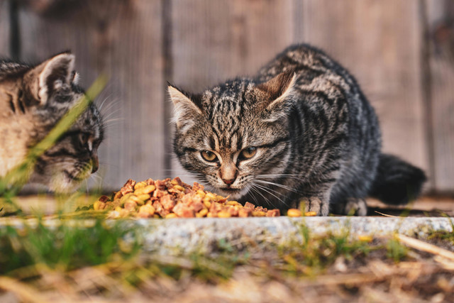 Ilustrasi rekomendasi makanan kucing. Foto: Pexels.com/Vladimir Srajber