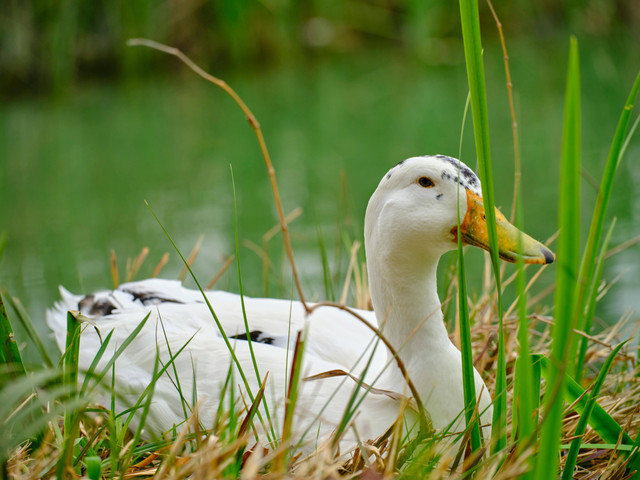 Ilustrasi cara ternak bebek pedaging hibrida. Foto: Pexels.com/Engin Akyurt