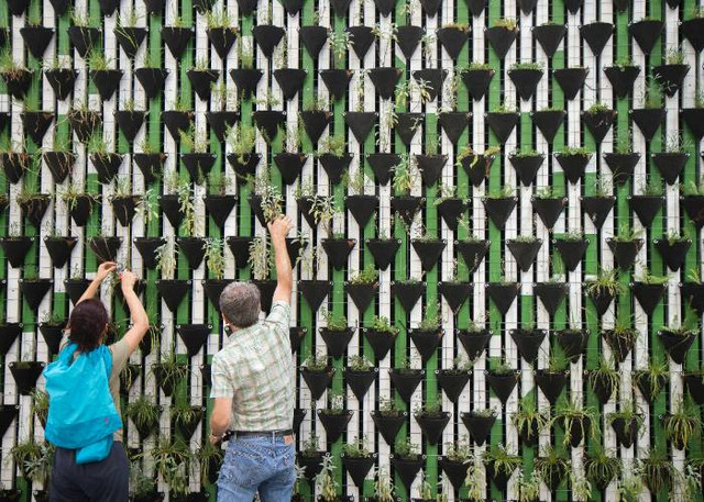 Ilustrasi Kriteria Vertical Garden yang Baik, Unsplash/Daniel Funes Fuentes