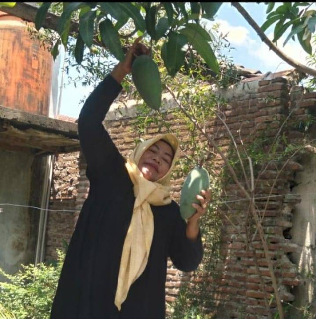 Perempuan hebat yang menyembunyikan rasa stres nya dan memilih memanen mangga  (Sumber: Agung Ngroho)