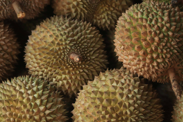 Ilustrasi cara panen durian, foto: unsplash/Mufid Majnun