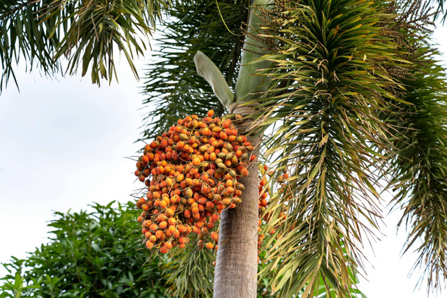 Ilustrasi Cara panen pinang. Foto: Pexels.com/Quang Nguyen Vinh