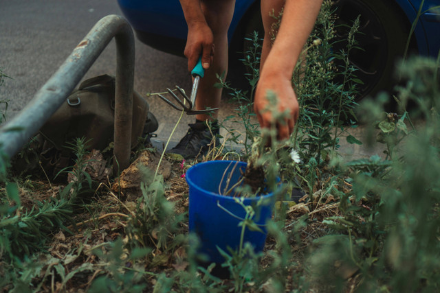 Ilustrasi cara membuat pupuk organik cair dari rumput. Unsplash.com/Jonathan-Kemper