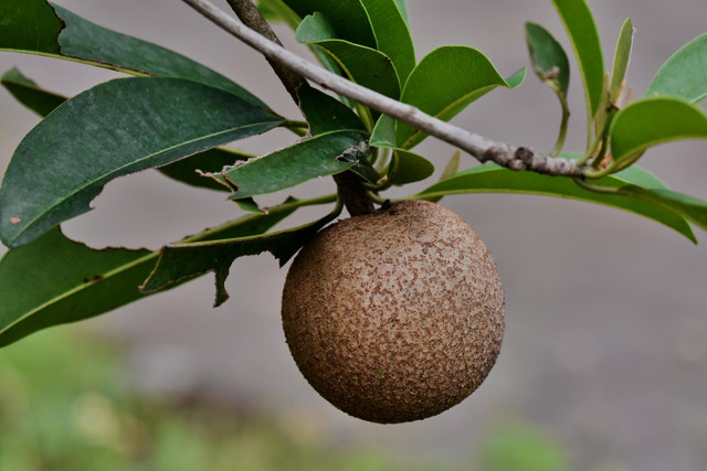 Ilustrasi cara panen buah sawo. Foto: Pexels.com/TIORISTHA R