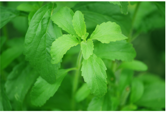 Tanaman Stevia. Foto: canva.com