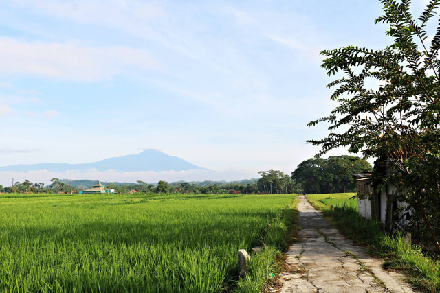 Ilustrasi Cara Panen Gembili, Foto:Unsplash/Mufid Majnun