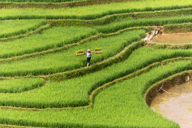 Cara Panen Padi. Pexels/Quang Nguyen Vinh