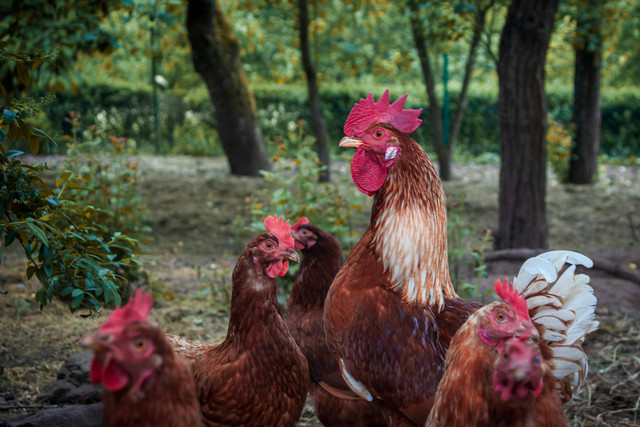 Ilustrasi cara membuat kohe ayam. Pexels/David Waschbüsch