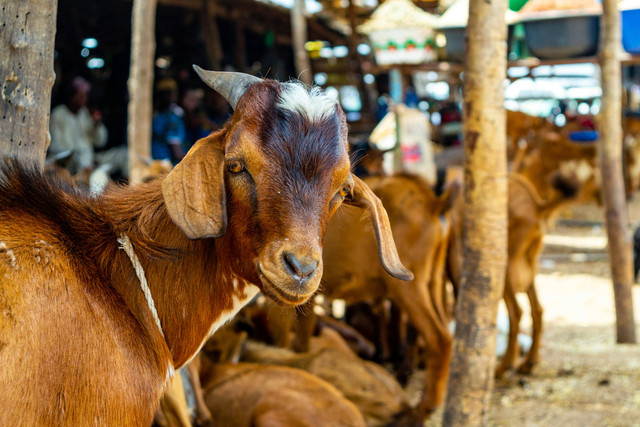 Ilustrasi cara menghilangkan bau kohe kambing. Pexels/Kayode Balogun