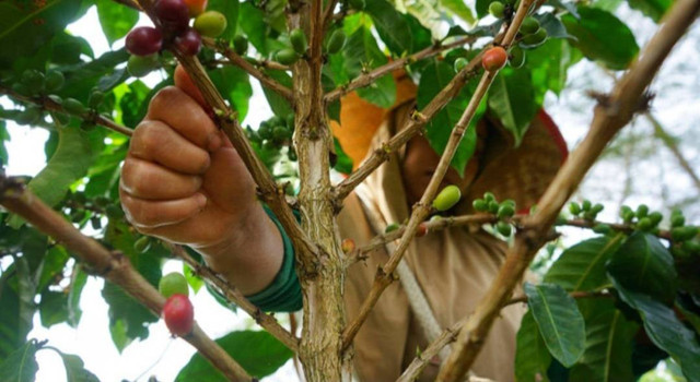 Petani kopi di Pagar Alam. (foto: Ary Priyanto/Urban Id)