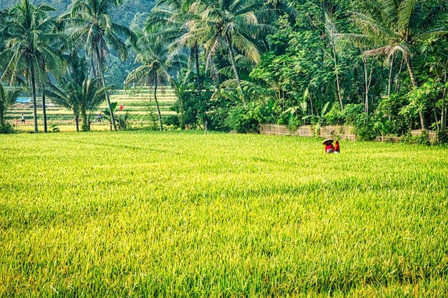 Dolan Sawah Salatiga. Foto hanya ilustrasi, bukan tempat yang sebenarnya. Sumber: Pexels/Tom Fisk.