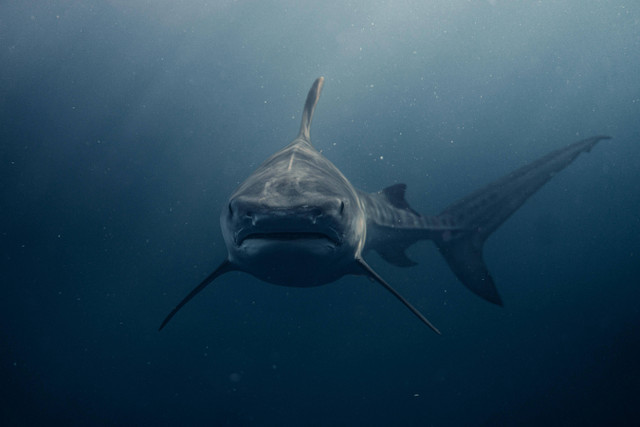 Ilustrasi Apakah Megalodon Nyata?, Foto: Pexels/Daniel Torobekov