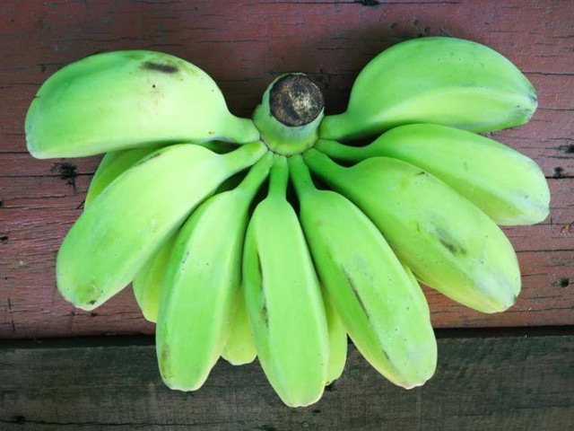 pisang kepok.foto : canva.com